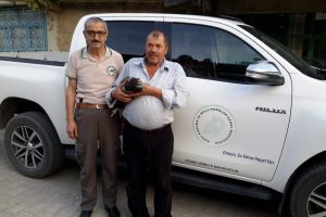 Yaralı akbaba koruma altına alındı