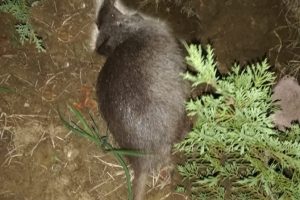 Tekirdağ'da su maymunu gören vatandaş hem korktu hem şaşırdı