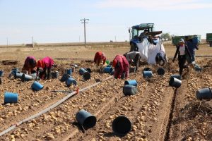 Patates üreticisi, ihracat ve tanzim satışı istiyor