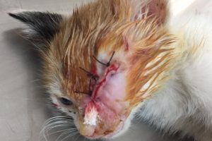 Yavru kedi tümörden kurtarıldı