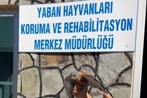 Yaralı Kerkenez tedavi altına alındı