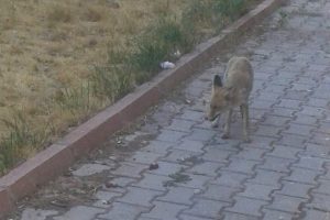 Şehre inen tilki doğaya bırakıldı