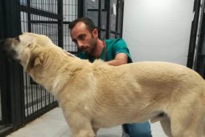 Sokak köpeğini sopa ile acımasızca dövdü