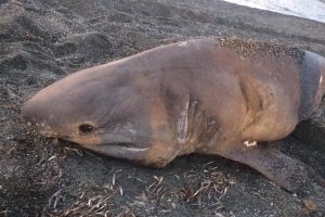 İzmir'de 3 metre uzunluğunda köpek balığı karaya vurdu