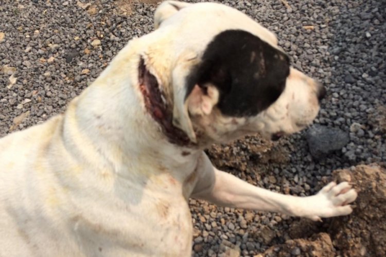 Bursa'da vahşet! Boynu kesilmiş halde bulunan köpeğe vatandaşlar sahip çıktı