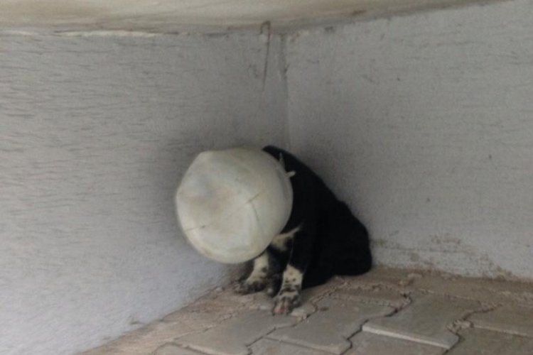 Bursa'da köpeğin başına turşu bidonu geçirip yola bıraktılar