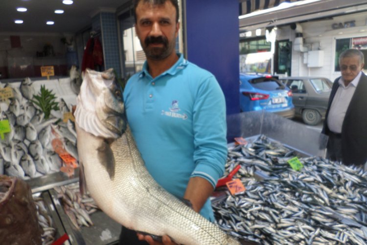 Bursa'da balıkçıların ağlarına 10 kiloluk levrek takıldı