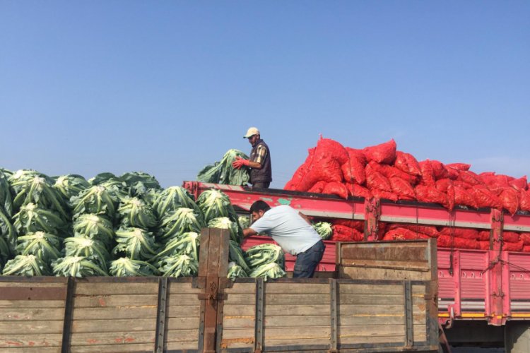 Bursa'da kışlık ürünlerde çiftçiyi tatmin etmedi