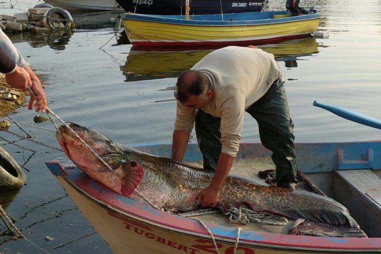 Bursalı balıkçının ağına 80 kiloluk yayın balığı takıldı