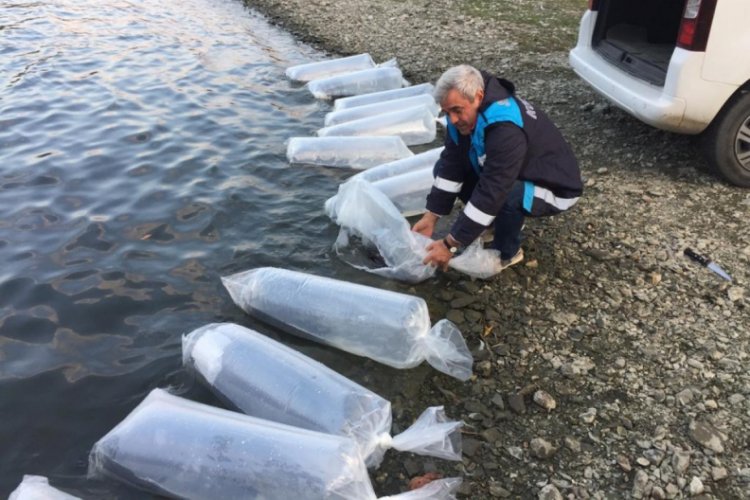 Yenice Barajına 2 bin yavru yayın balığı bırakıldı