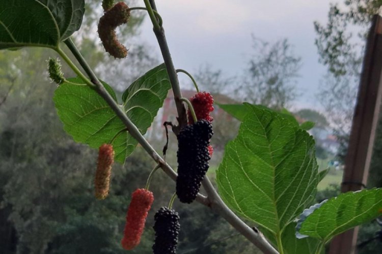 Ekim ayında meyve veren dut ağacı şaşırttı