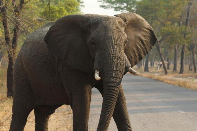 Zimbabve'de 50'den fazla fil susuzluktan öldü