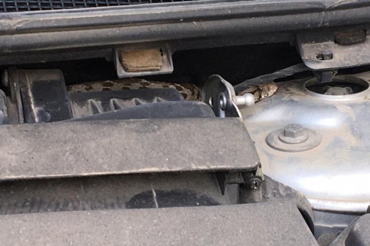 Bursa'da satın aldığı otomobilin motorundan yılan çıktı