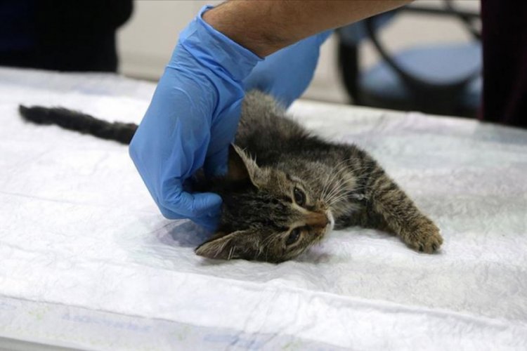Hasta kedi dışkı nakliyle hayata tutundu Güncel Haberler