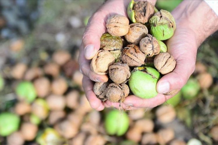 Tescilli 'Şebin cevizi'nde yüksek rekolte