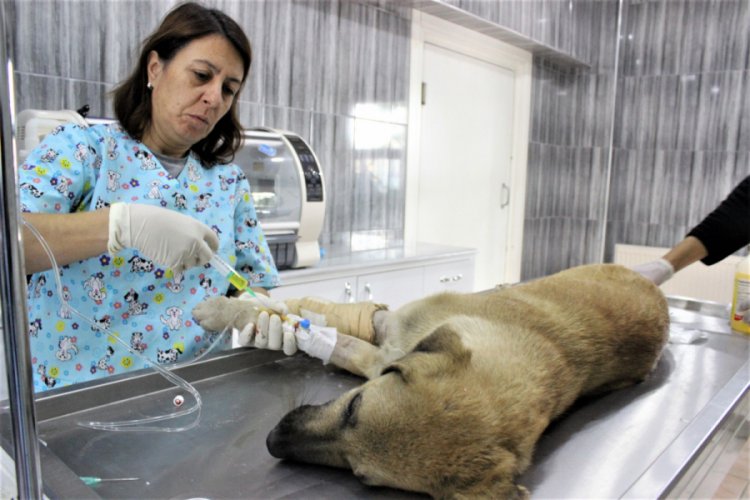 Bursa'da kazada yaralanan köpeğin gözyaşları