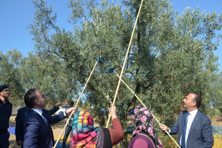 Bursa Mudanya'da zeytin hasadı başladı