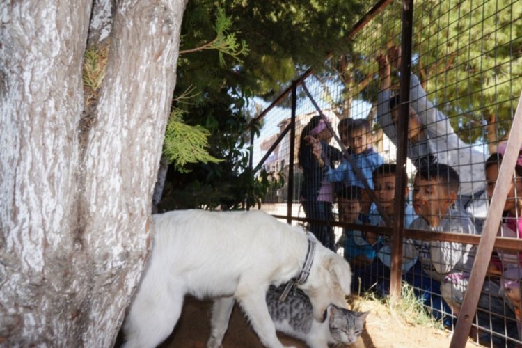 Kedi ve köpeğin dostluğu okulda pekişti