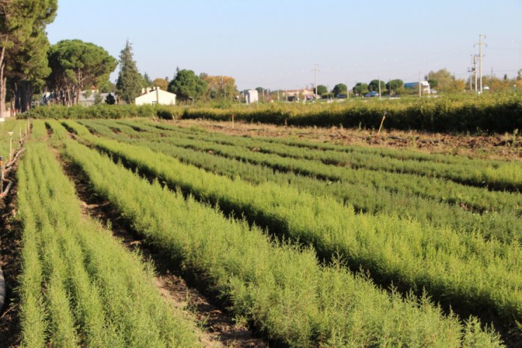 Samsun'da 55 bin 555 fidan dikilecek