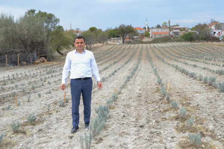 Gelibolu Yarımadası'nda 'Lavanta Tarla Günü' etkinliği