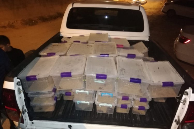 Polis baskınında ortaya çıktı, evde 217 akrep ele geçirildi