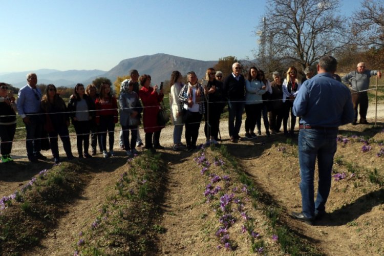 Safran tarlalarına 80 bin turist