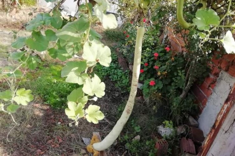 1 metre 15 santimetrelik kabak, görenleri şaşkına çevirdi