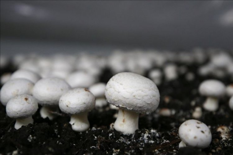 Yapay iklimlendirmeyle ayda 90 ton kültür mantarı üretiyorlar