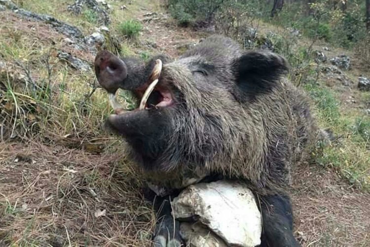 Çiftçilerin kabusu olan domuz, avcılar tarafından vuruldu