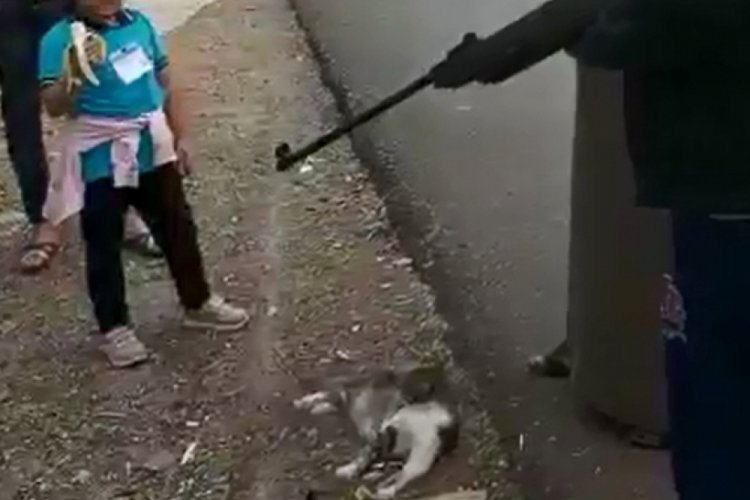 Komşusunun, kedisini tüfekle öldürdüğü iddiasıyla şikayetçi oldu