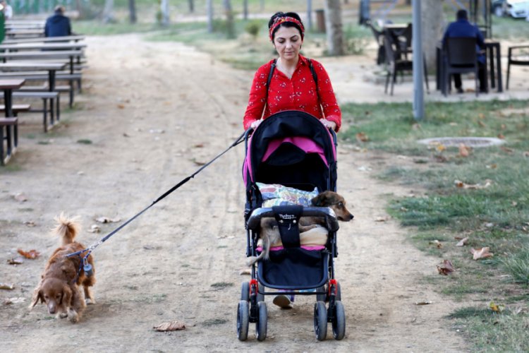 Bursa'da felçli köpeğini bebek arabasıyla gezdiriyor