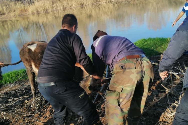 Çamura saplanan ineği itfaiye kurtardı
