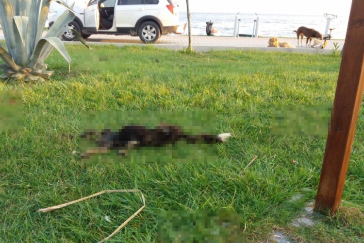 Bursa'da 6 parçaya ayrılmış köpek ölüsüyle ilgili 'satanist ayini' iddiası