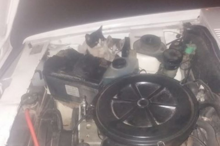 Soğuktan üşüyen yavru kediler aracın motorundan çıktı