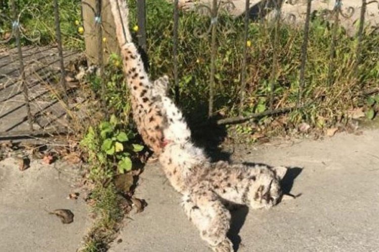 Rize'de ölü olarak bulunan vaşak için harekete geçildi