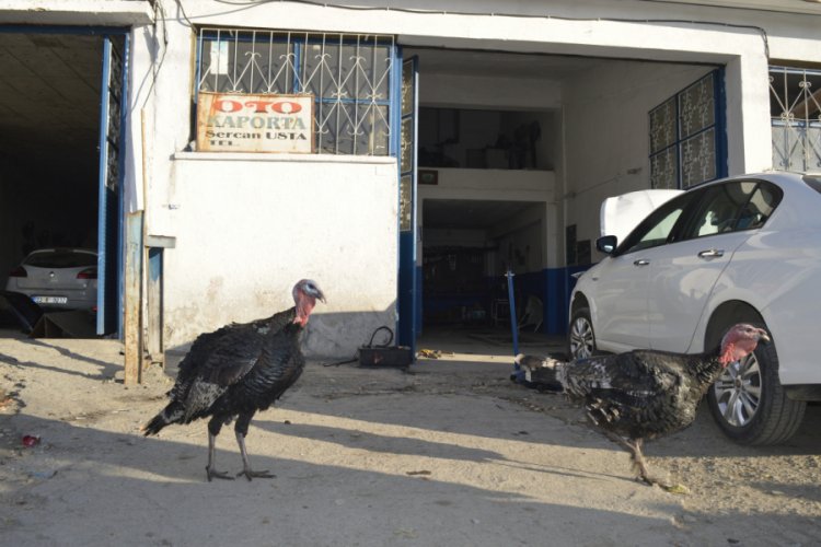 Kesmeye kıyamadığı hindileri için sanayide çiftlik kurdu