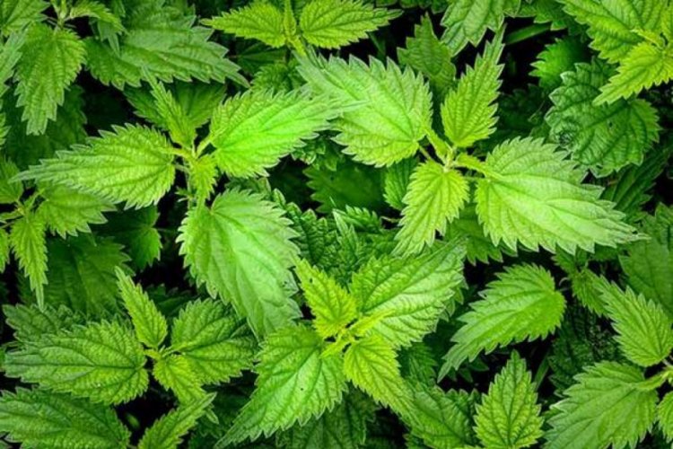 Bursalı firma Almanya'da üretip dünyaya satıyor