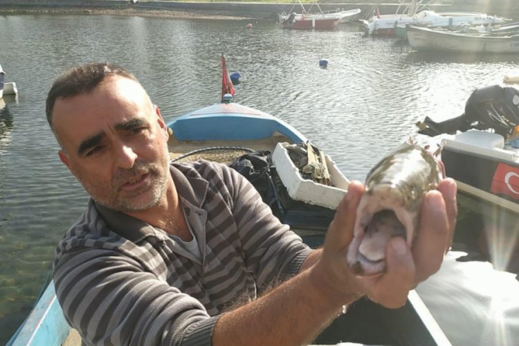 Bursa'da 20 yıl aradan sonra ilk defa somon balığı görüldü (ÖZEL HABER)