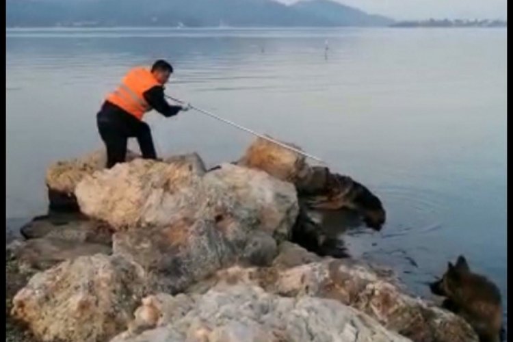 Denize düşen köpek itfaiye tarafından kurtarıldı
