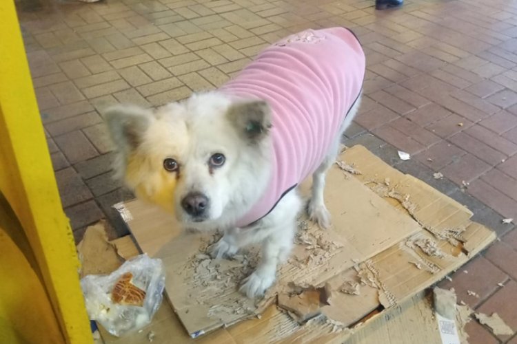 Donmak üzere olan köpeğe esnaftan şefkat eli