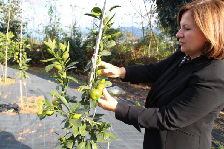 Rize mandalinasının tescili alınıyor