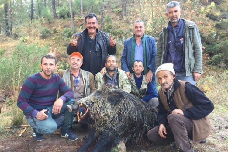 Bursa'da 310 ve 252 kiloluk domuzları avladılar
