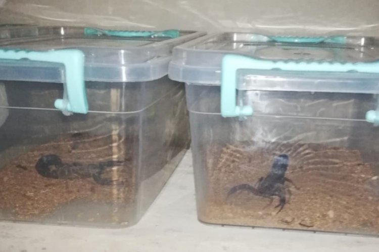 Evinde 217 canlı akrep bulunan kişiye 60 bin lira para cezası