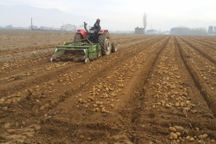 Patates üreticisi fiyattan memnun değil