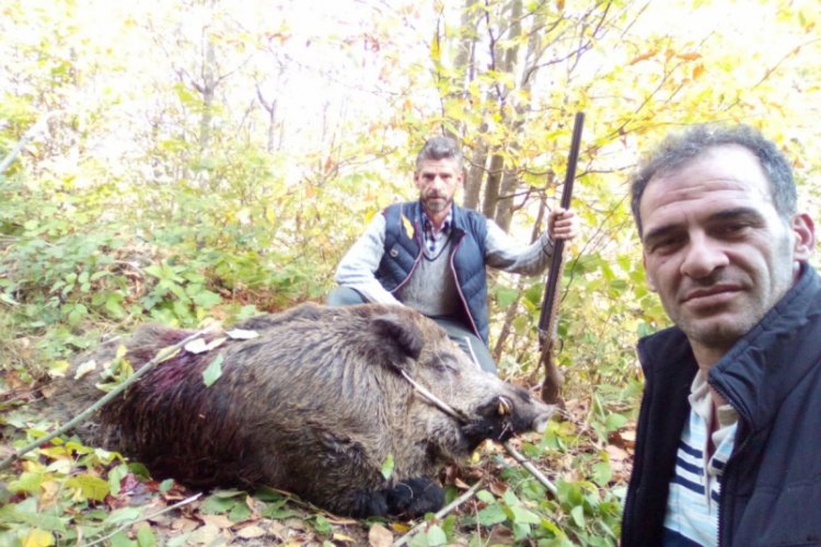 Bursa'da avcılar 316 kiloluk yaban domuzu vurdular