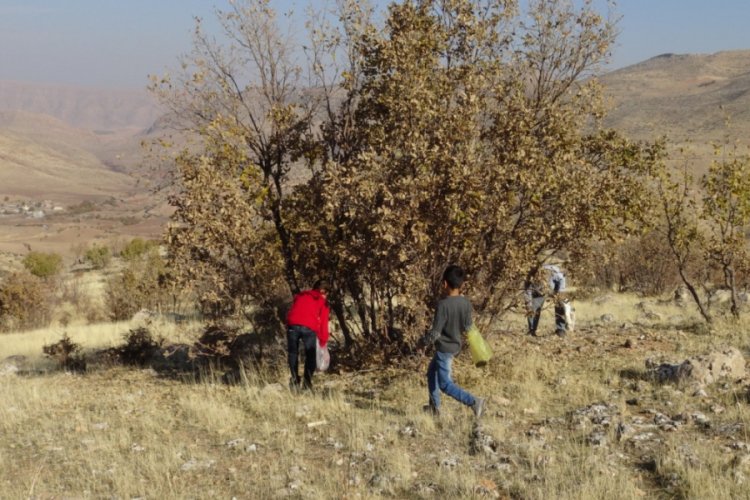 Doğunun kestanesi meşe palamudu toplanmaya başlandı