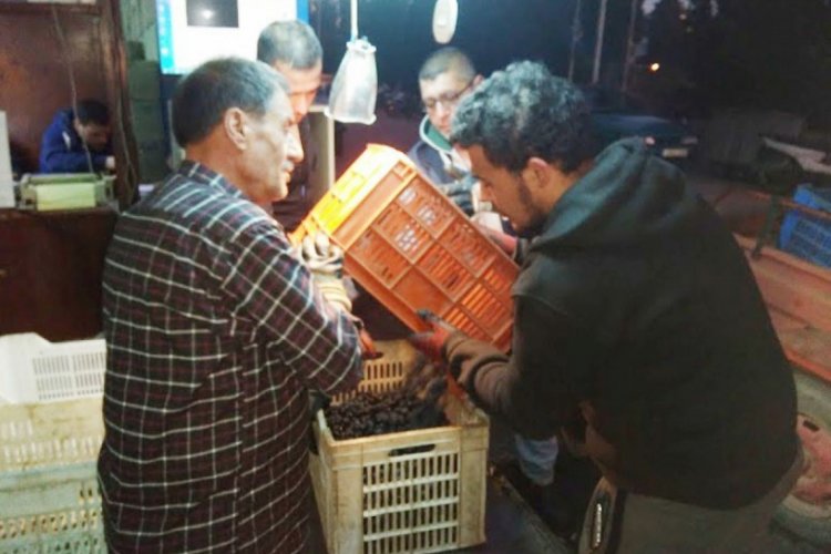 Zeytin alımları devam ediyor