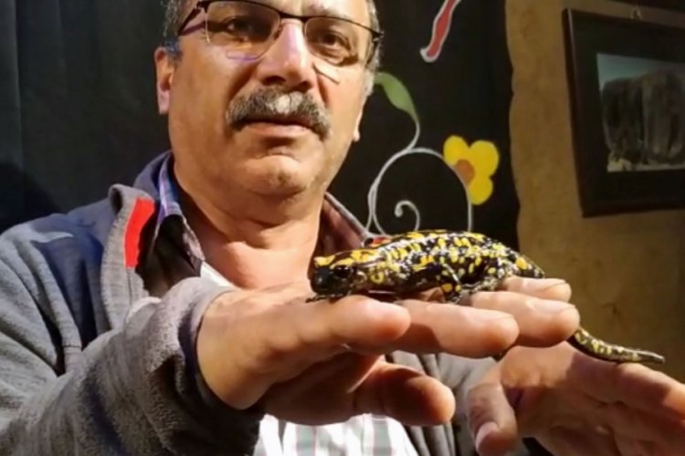 Anadolu benekli semenderi, Kemaliye'nin simgesi oldu