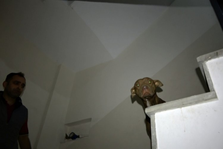 Apartmanda pitbull paniği