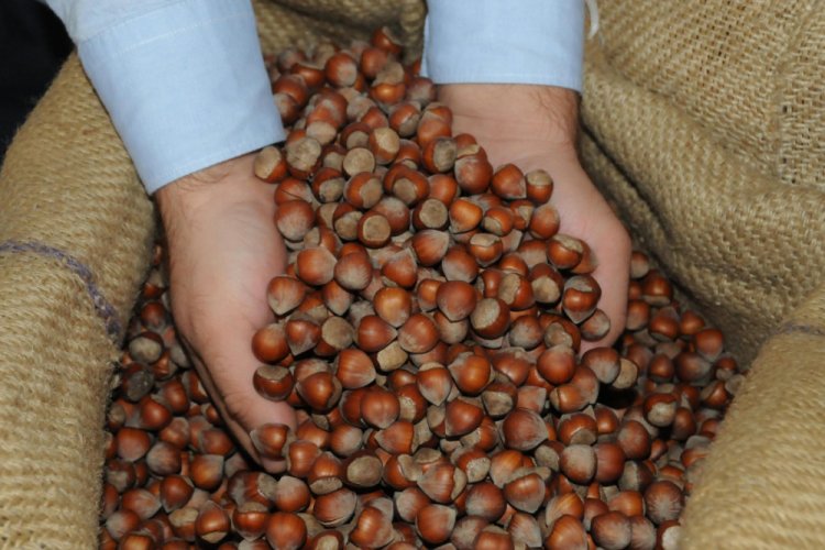 Gıda ve tarım ithalatında buğday, ihracatta fındık öne çıktı